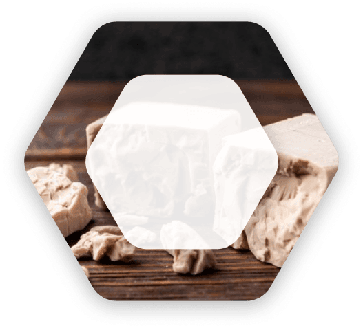 Xamirturushlar (Yeasts)